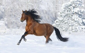 Animals Background Desktop Wallpaper HD