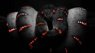 Scary Snakes HD Wallpaper In Animals Imageci