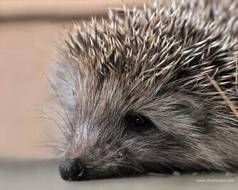 Funny Baby Hedgehog Wallpaper For Desktop