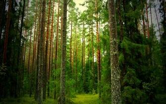 Pine Forest Wallpaper Photos Amazing Wallpaperz