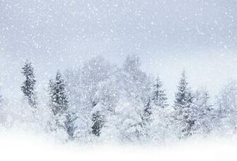 Wallpaper Winter Snow Tree Blizzard Snowstorm Desktop