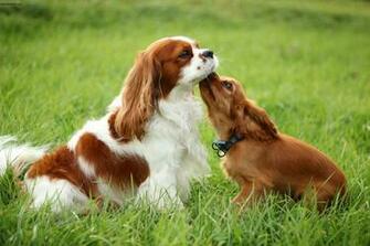Cavalier King Charles Spaniel Pictures Information Temperament
