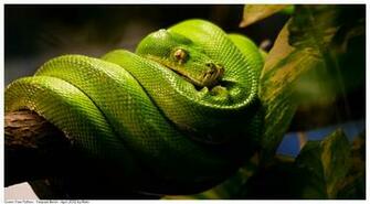 Green Tree Python Wallpaper By Reto