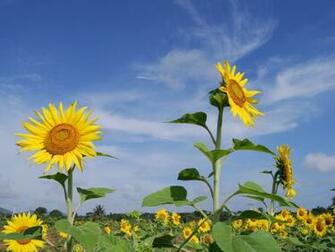 Sunflower Desktop Pc And Mac Wallpaper