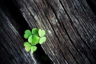 Clover Wallpaper By Tanyarudman