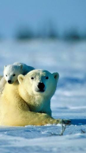 Wallpaper Polar Bear Couple Cub Snow Caring iPhone