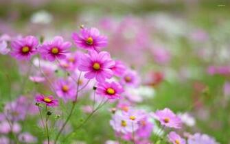 Pink Cosmos Wallpaper Flower