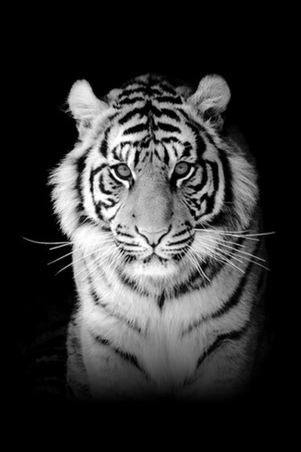 Apple Tiger Wallpaper Want More For