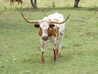 Longhorn Cattle Computer Wallpaper Desktop Background
