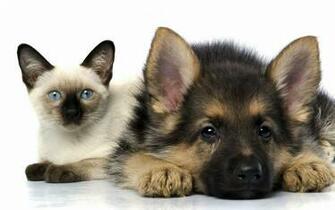 Cats And Dogs Wallpaper Fun Animals Wiki Videos Pictures Stories