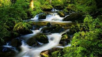 Wallpaper Background Black Forest Germany Nature