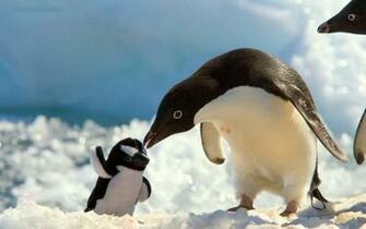All New Wallpaper Penguin HD
