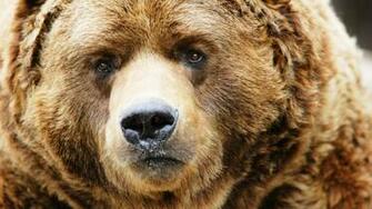 Bear Desktop Pc And Mac Wallpaper