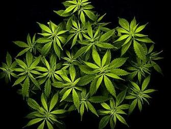 Marijuana Wallpaper For Windows