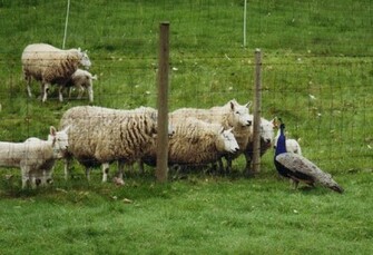 Cheviot Sheep Wide Wallpaper Hivewallpaper