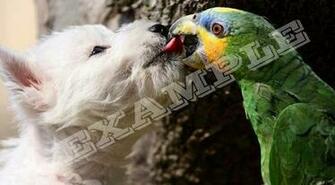 Westie Dog Wallpaper Are You A Fan Of Now This