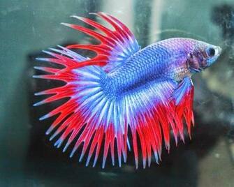Betta Fish Wallpaper Jpg