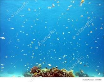 Tropical Fish Background