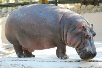 Hippopotamus Background