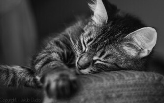 Kittens Wallpaper Black And White Desktop