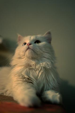Best Persian Cat Pictures Image