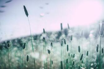 HD Wallpaper Tall Grass And Plants Grow In A Field Quran