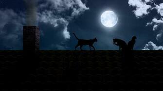 Cats HD Wallpaper Background Image Id