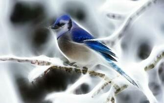 Fractalius Blue Jay New Wallpaper Full HD