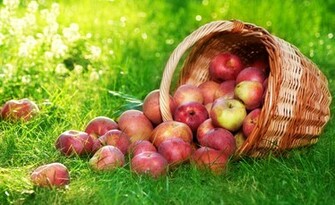 Apple Fruit Bucket On Grass Wallpaper