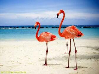 Flamingo Wallpaper
