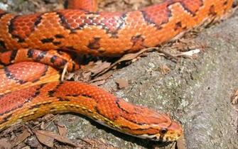Corn Snake Wallpaper
