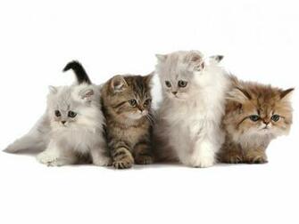 Cute Persian Kittens Computer Desktop Wallpaper