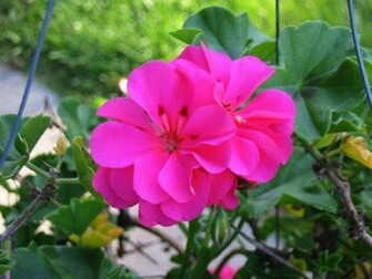 Shocking Pink Wallpaper