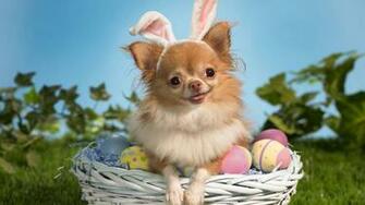 Pomeranian Background High Definition Wallpaper Dog