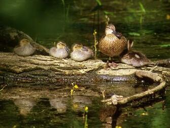 Ducks Unlimited Wallpaper Wallpaperkin