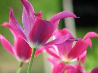Open Tulips Desktop Pc And Mac Wallpaper
