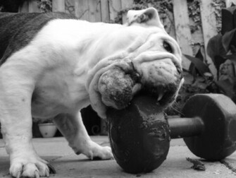 Weight Lifting Wallpaper Weightlifting