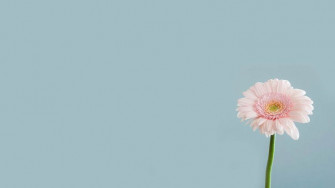 Minimalist Floral Desktop Wallpaper 4k Flower HD 1080p Simple