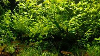 Natural Aquascape 1080p HD Wallpaper By Architekogp