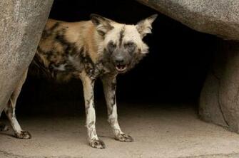 African Wild Dog Wallpaper Background