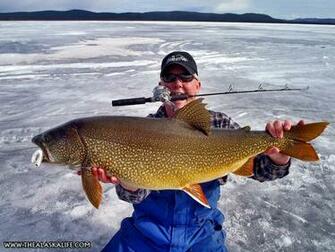 Lake Trout Ice Fishing Jigs HD Walls Find Wallpaper