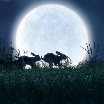 Watership Down