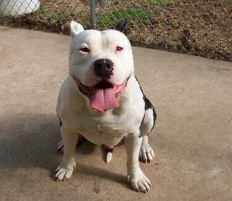 Cute American Pit Bull Terrier Photo And Wallpaper Beautiful