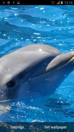Coral Reef In This Animated Wallpaper App Dolphin Live