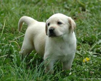 Labrador Jpg
