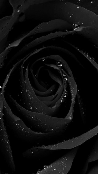 Tap And Get The App Stylish Dark Rose Black Unicolor Nature Sad Wallpaper