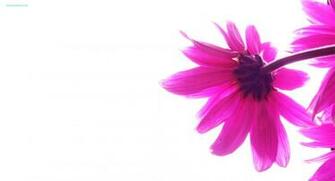 Pink HD Abstract Background Beautiful Girly With Resolutions