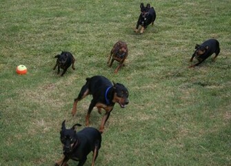 Miniature Pinscher Wallpaper C A R W L P E