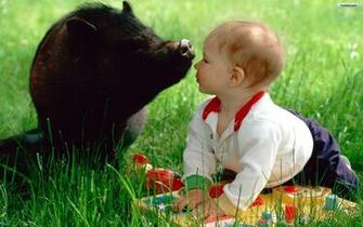 The Baby And Pig Wallpaper