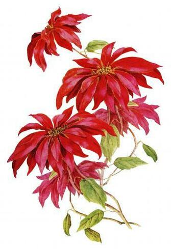 Poinsettia Christmas Flower Vintage Image On White